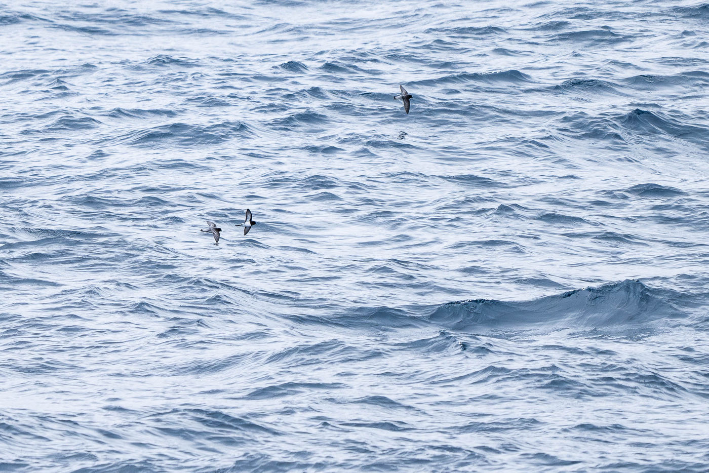 Black-bellied storm petrels © Billy Herman