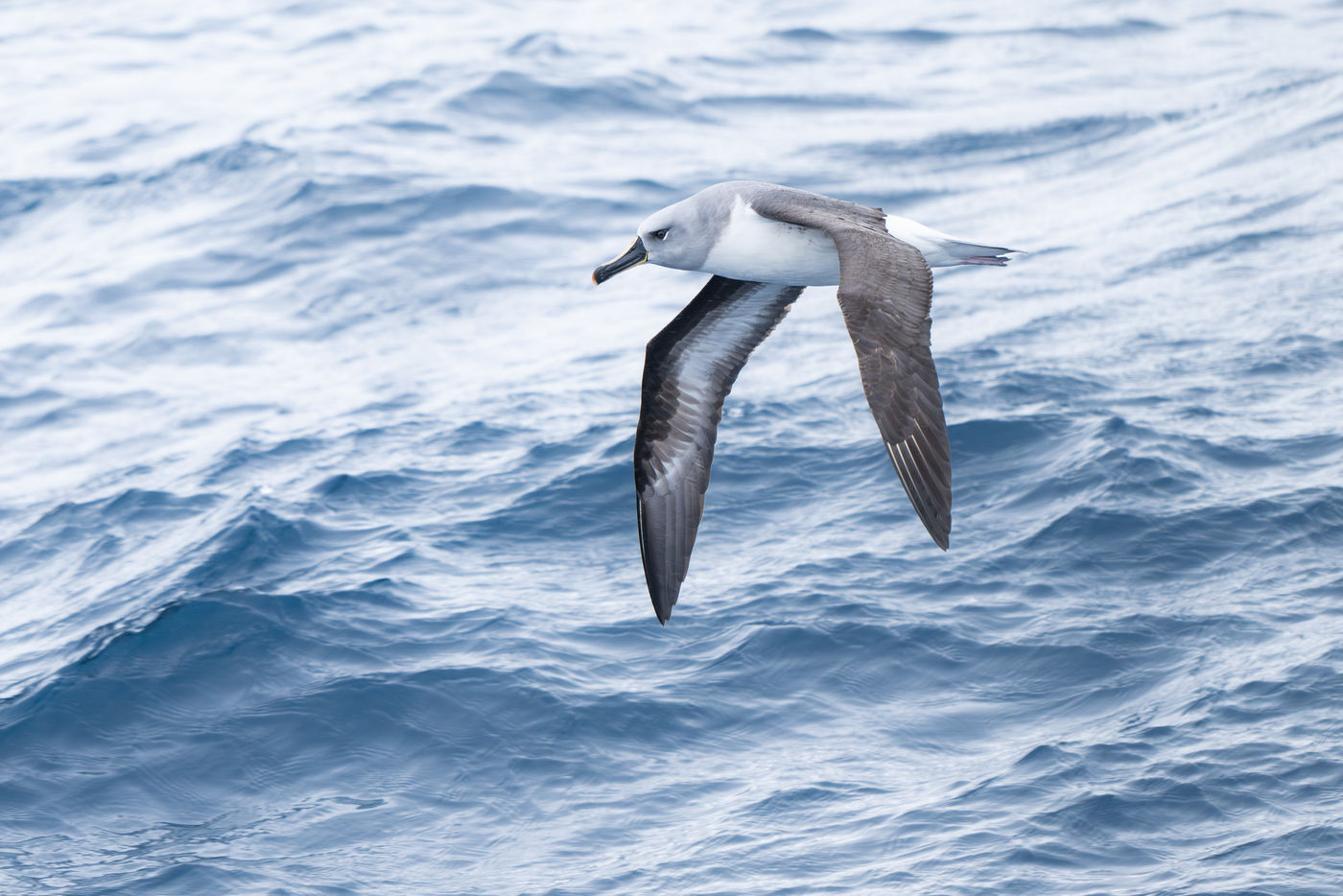 Grey-headed albatross © Billy Herman