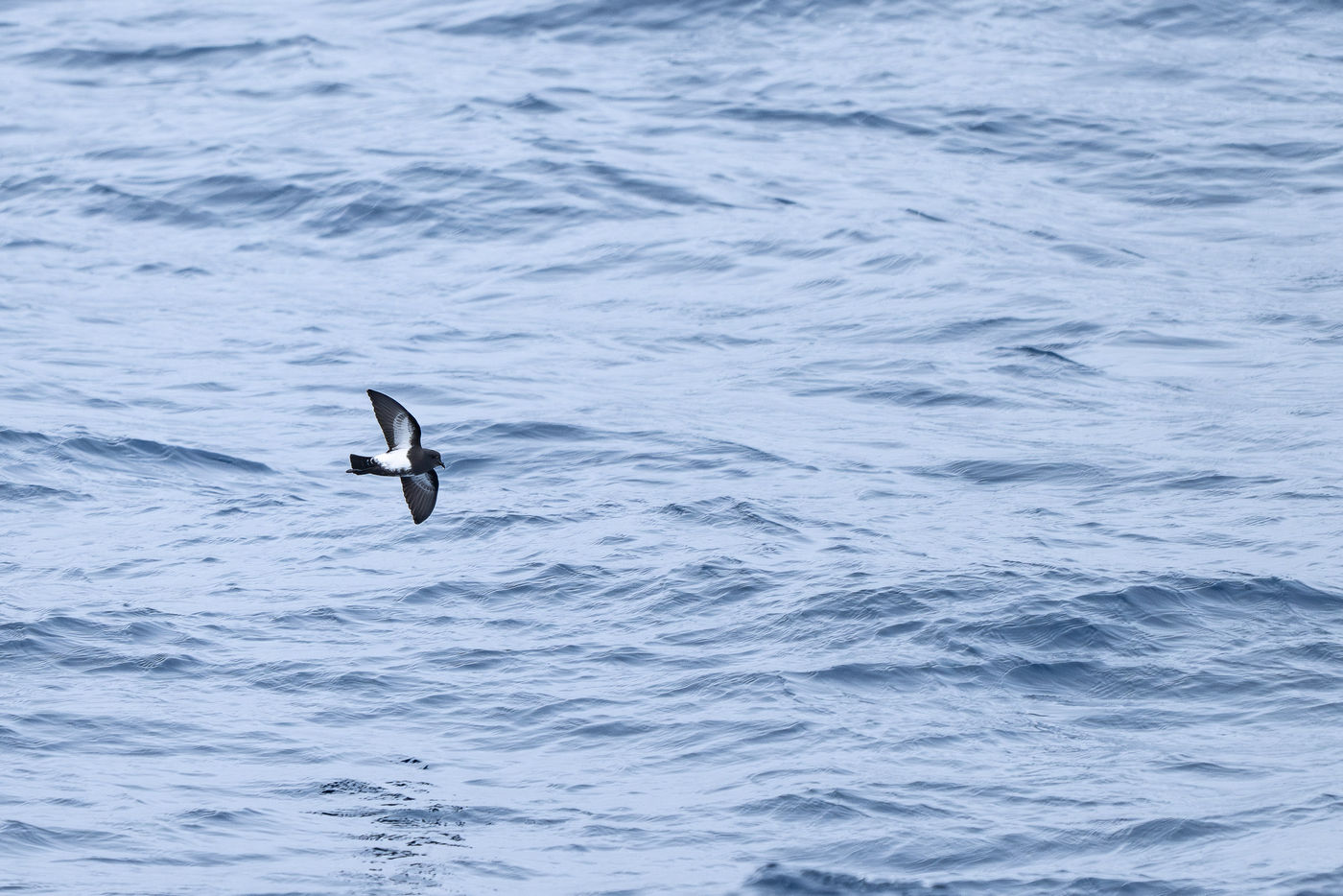 Black-bellied storm petrel © Billy Herman