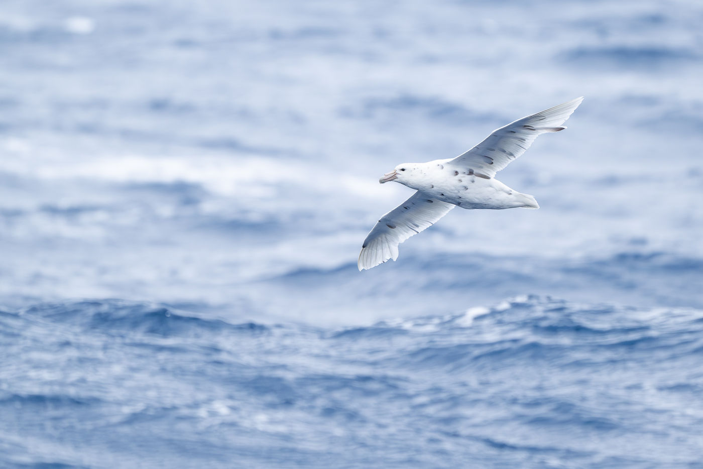 Southern giant petrel (witte vorm) © Billy Herman