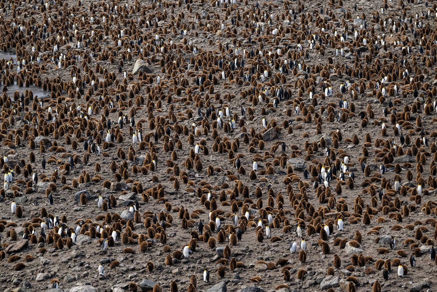 King penguins © Billy Herman