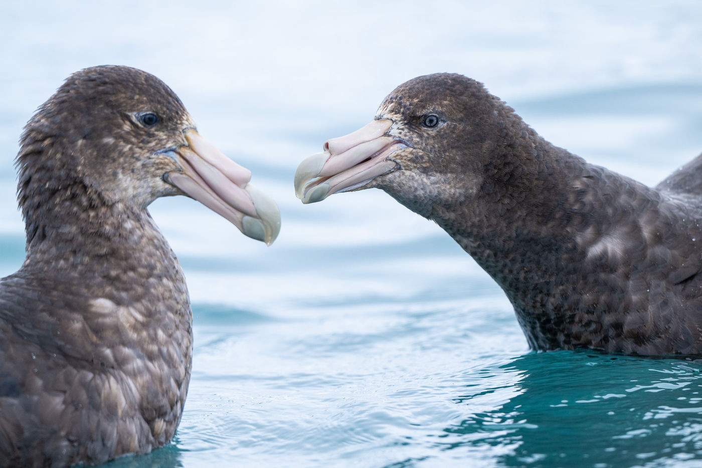 Southern giant petrels © Billy Herman