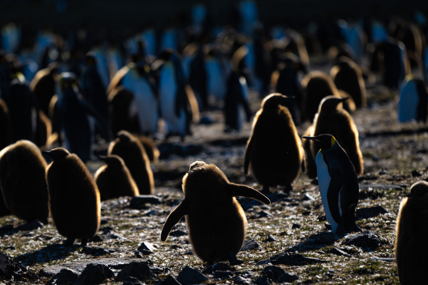 King penguins © Billy Herman