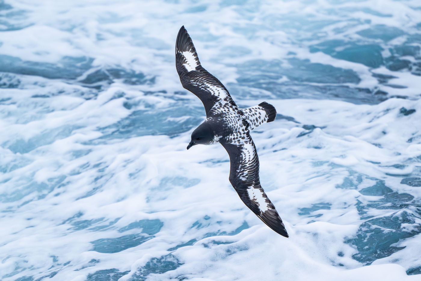 Pintado petrel © Billy Herman