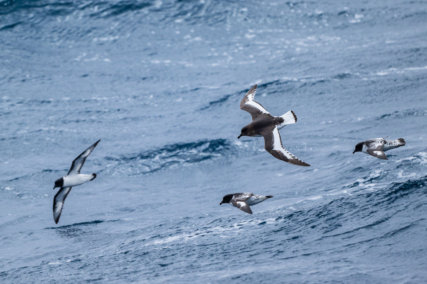 Antarctic petrel met drie pintado petrels © Billy Herman