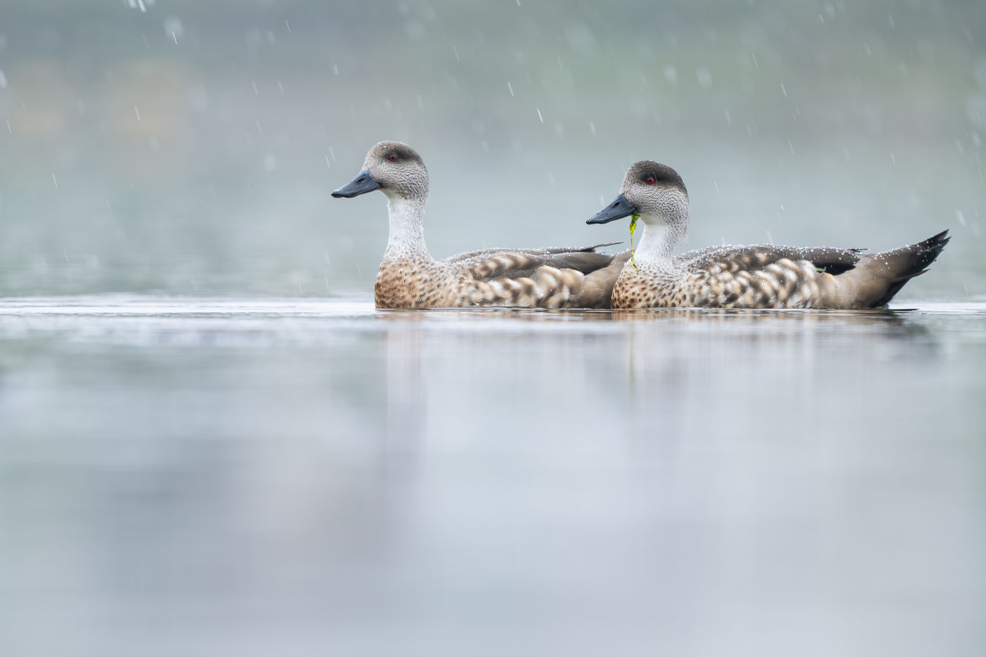 Crested ducks. © Billy Herman