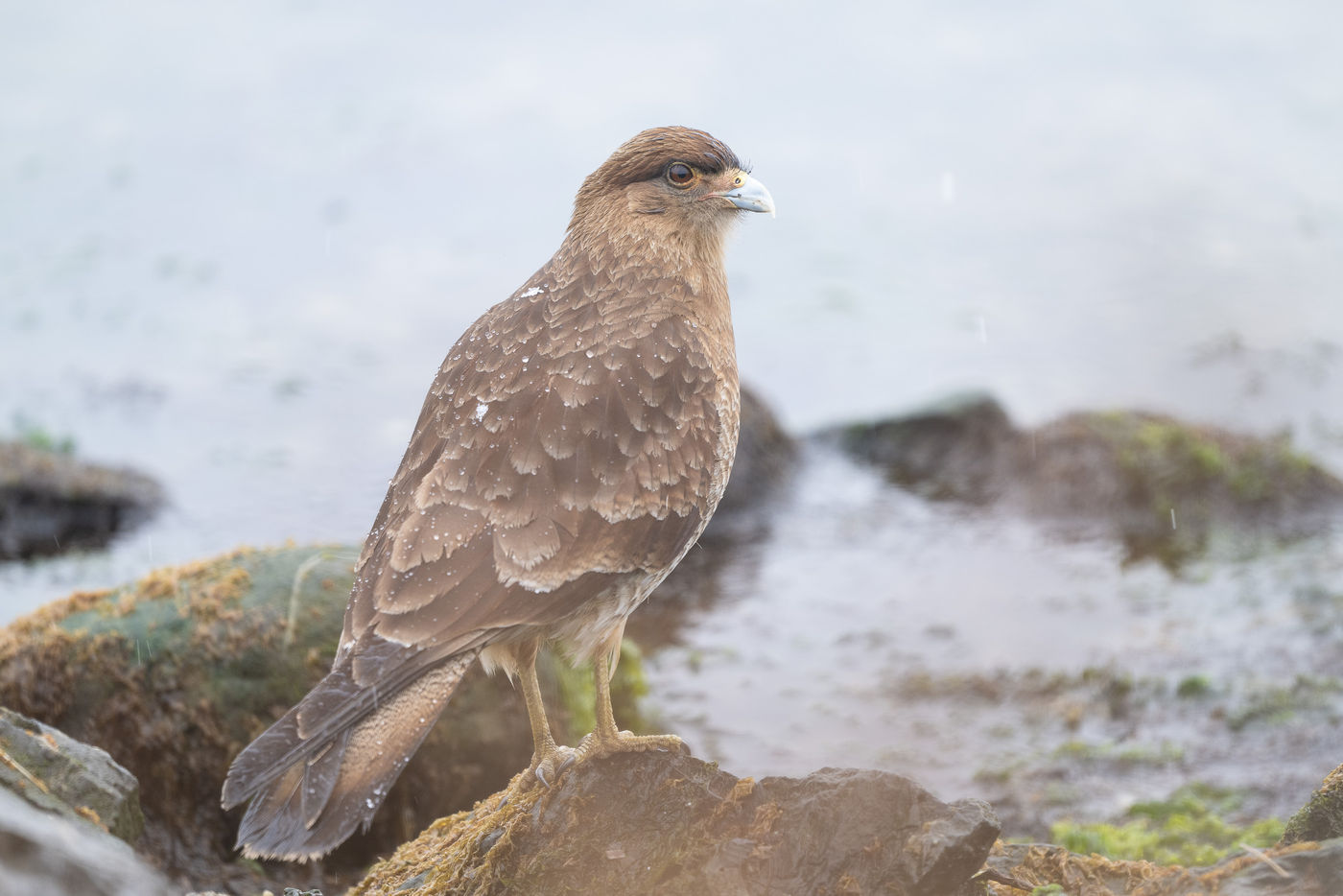 Chimango caracara © Billy Herman