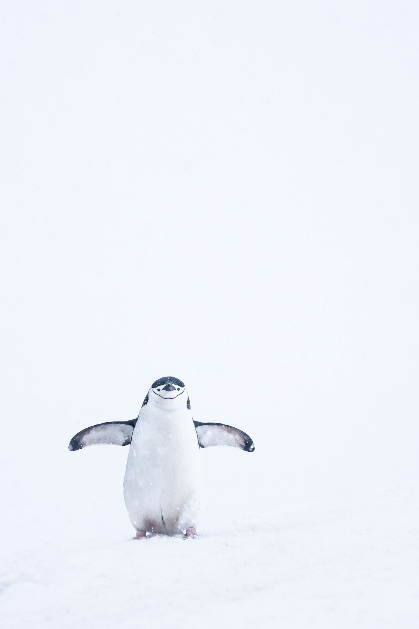 Chinstraped penguin © Billy Herman