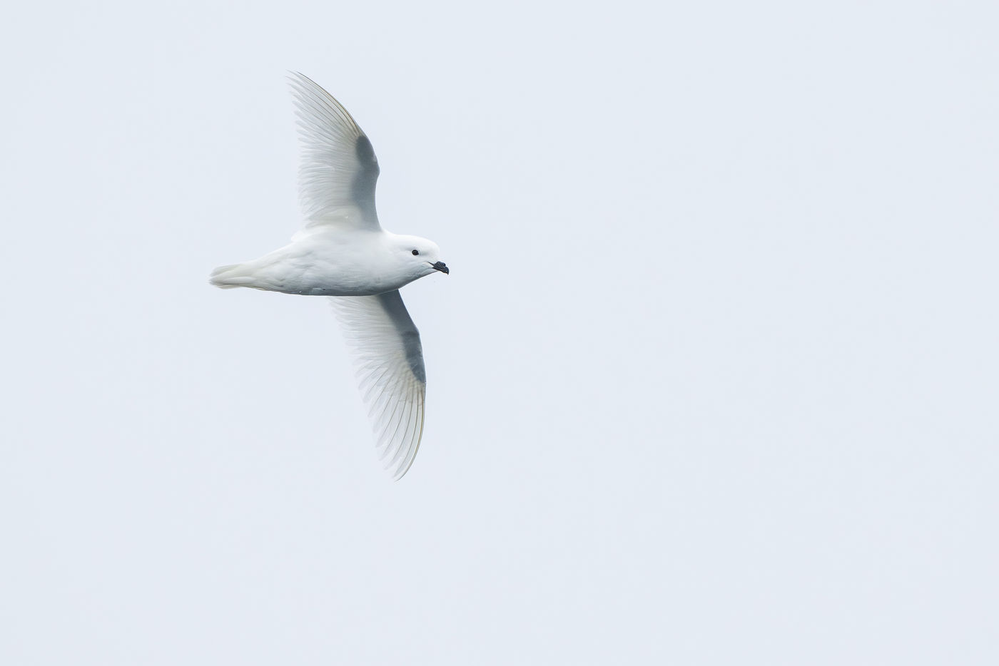 Snow petrel © Billy Herman