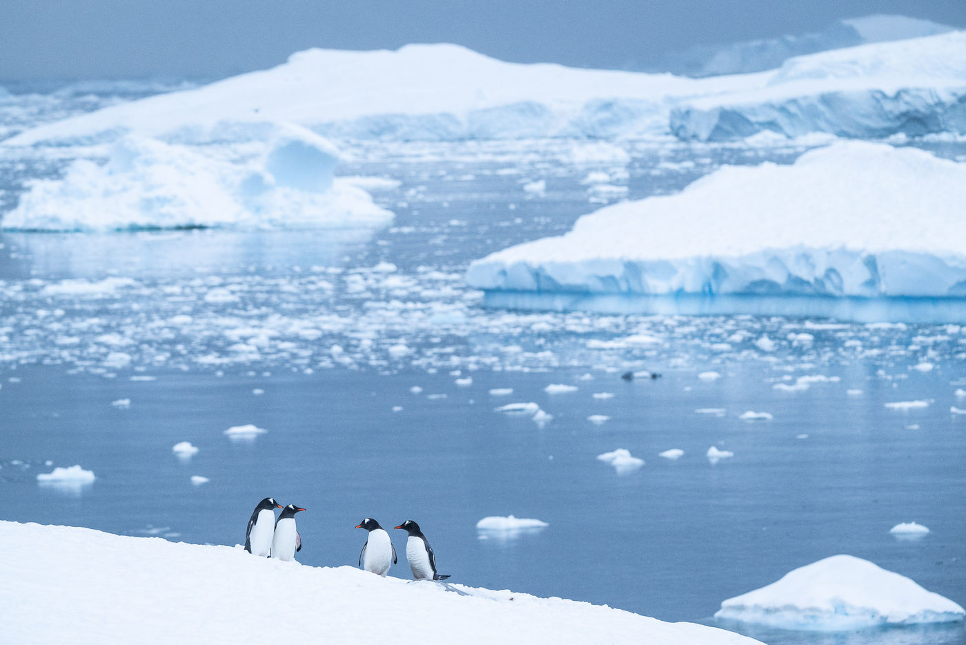 Gentoo penguins © Billy Herman