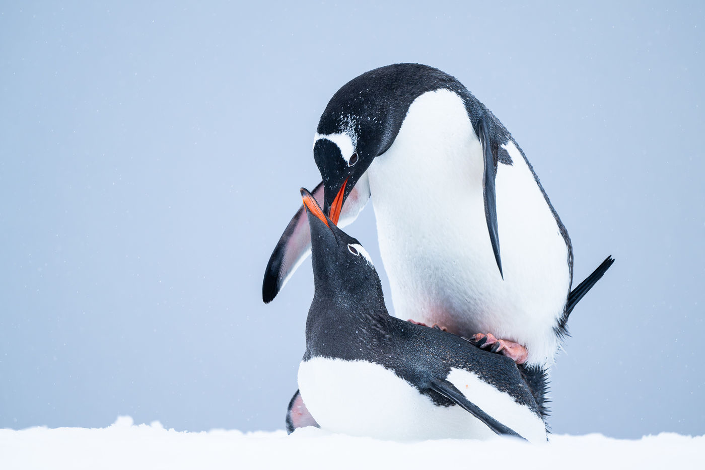 Gentoo penguins © Billy Herman