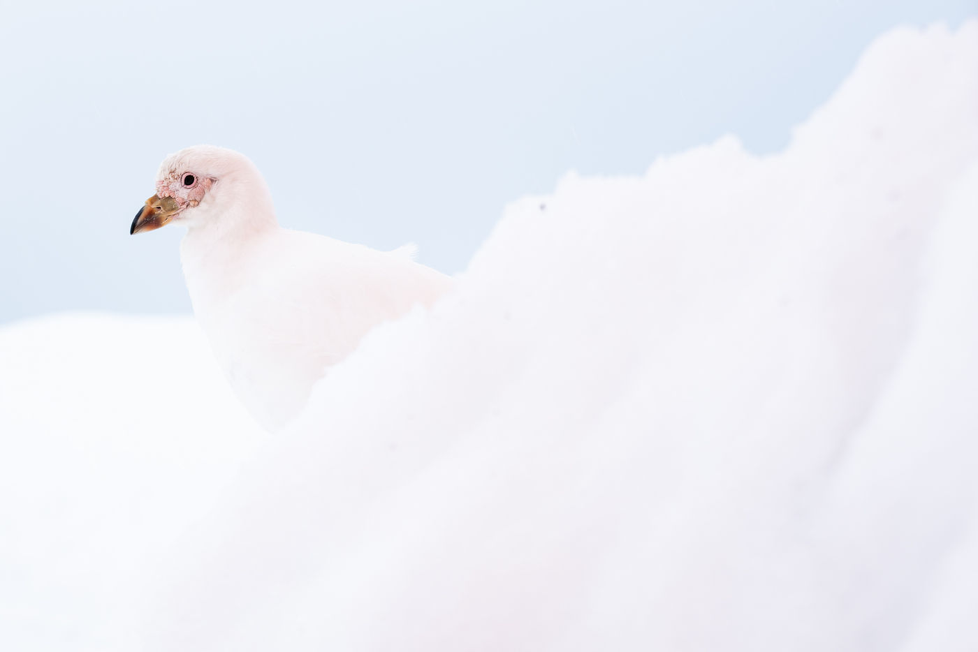 Snowy sheathbill © Billy Herman