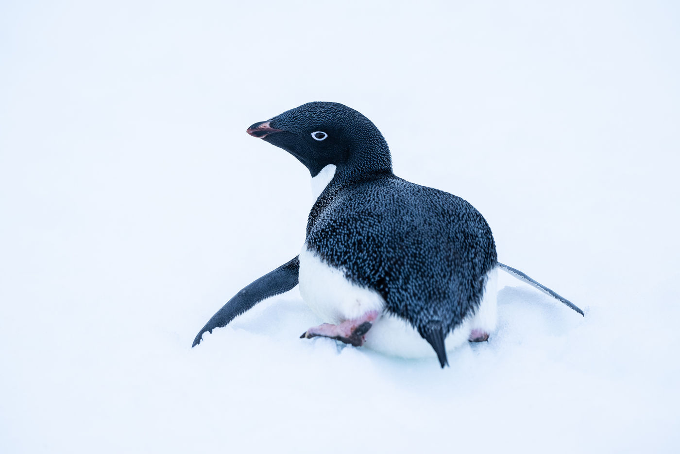 Adelie penguin © Billy Herman