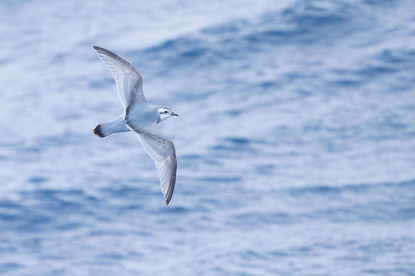 Antarctic prion © Billy Herman