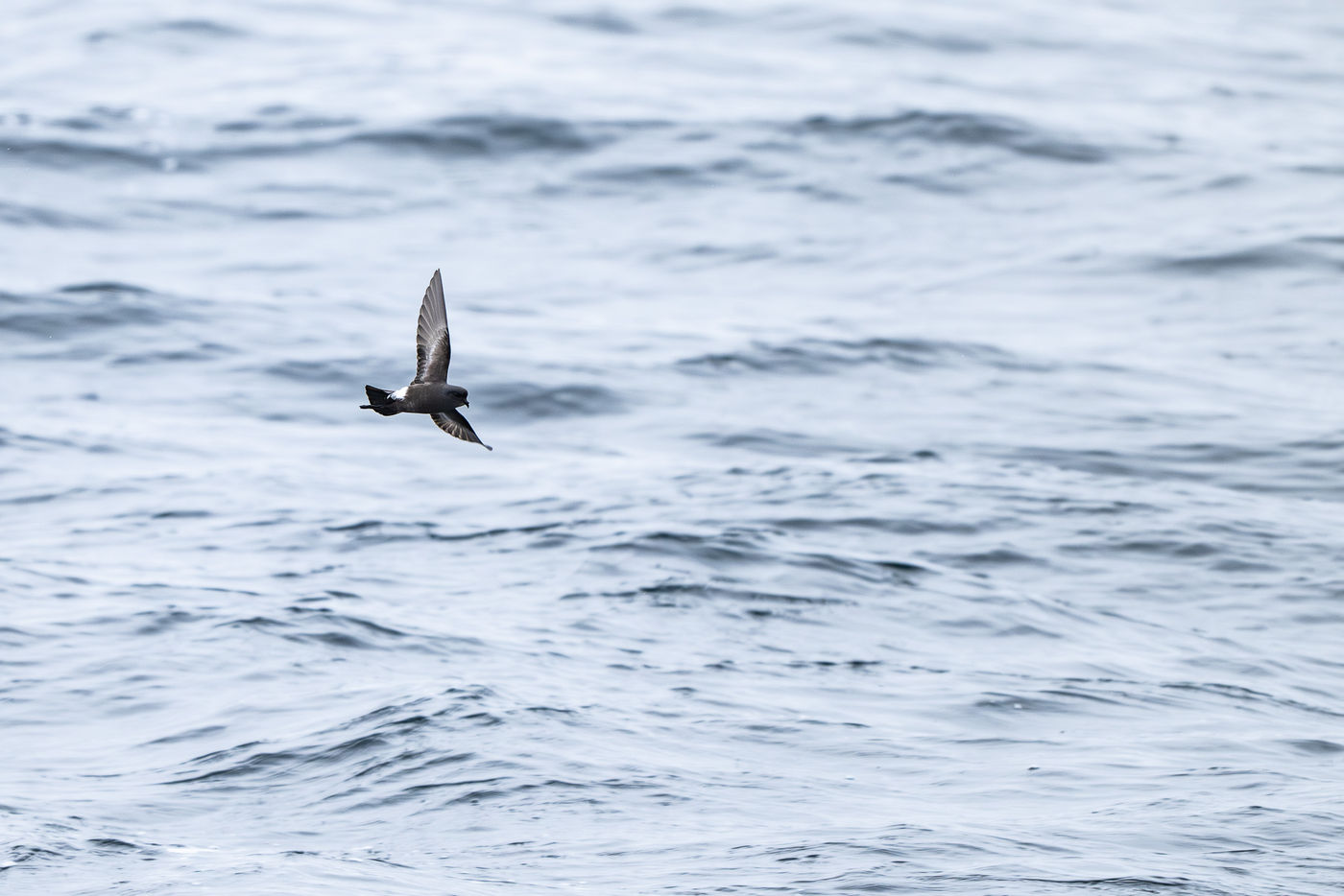 Wilson's storm petrel © Billy Herman