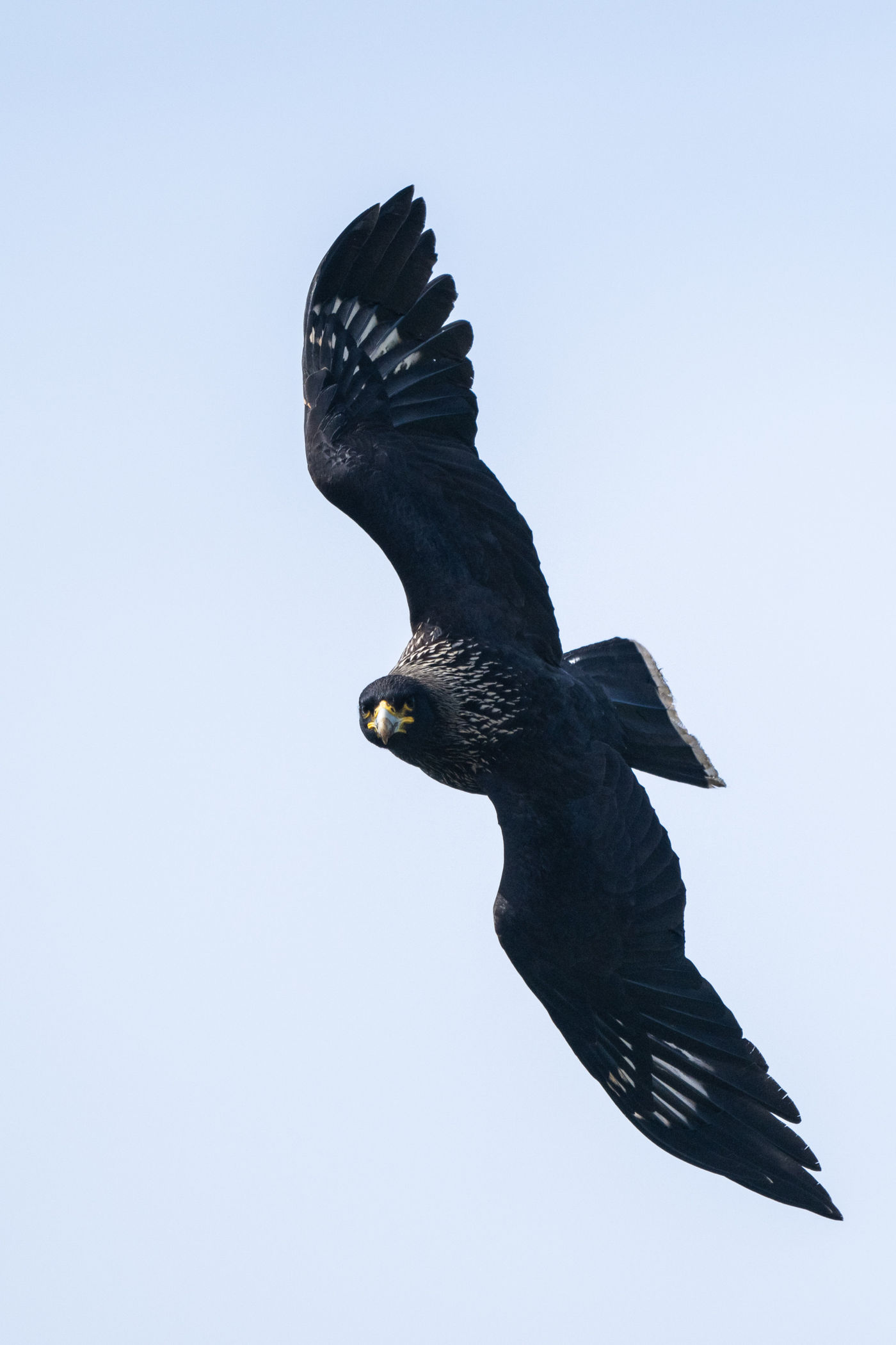 Striated caracara © Billy Herman