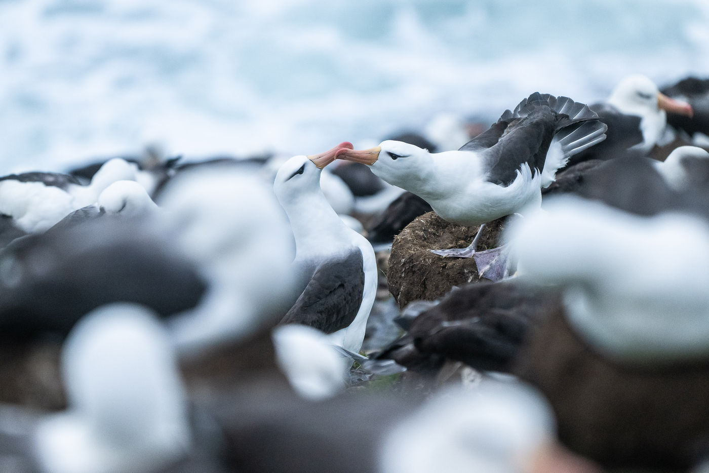 Black-browed albatrosses © Billy Herman
