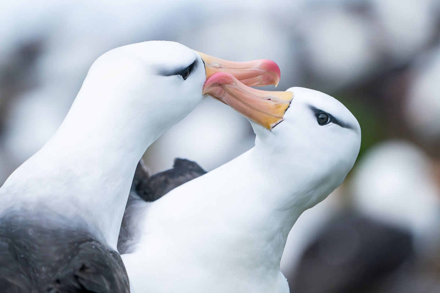 Black-browed albatrosses © Billy Herman