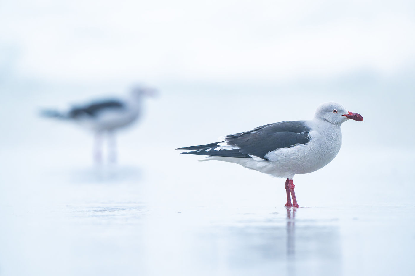 Dolphin gulls © Billy Herman