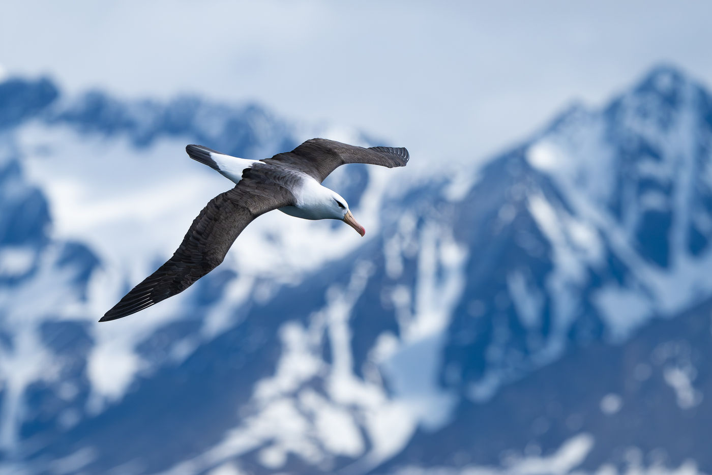 Black-browed albatross © Billy Herman