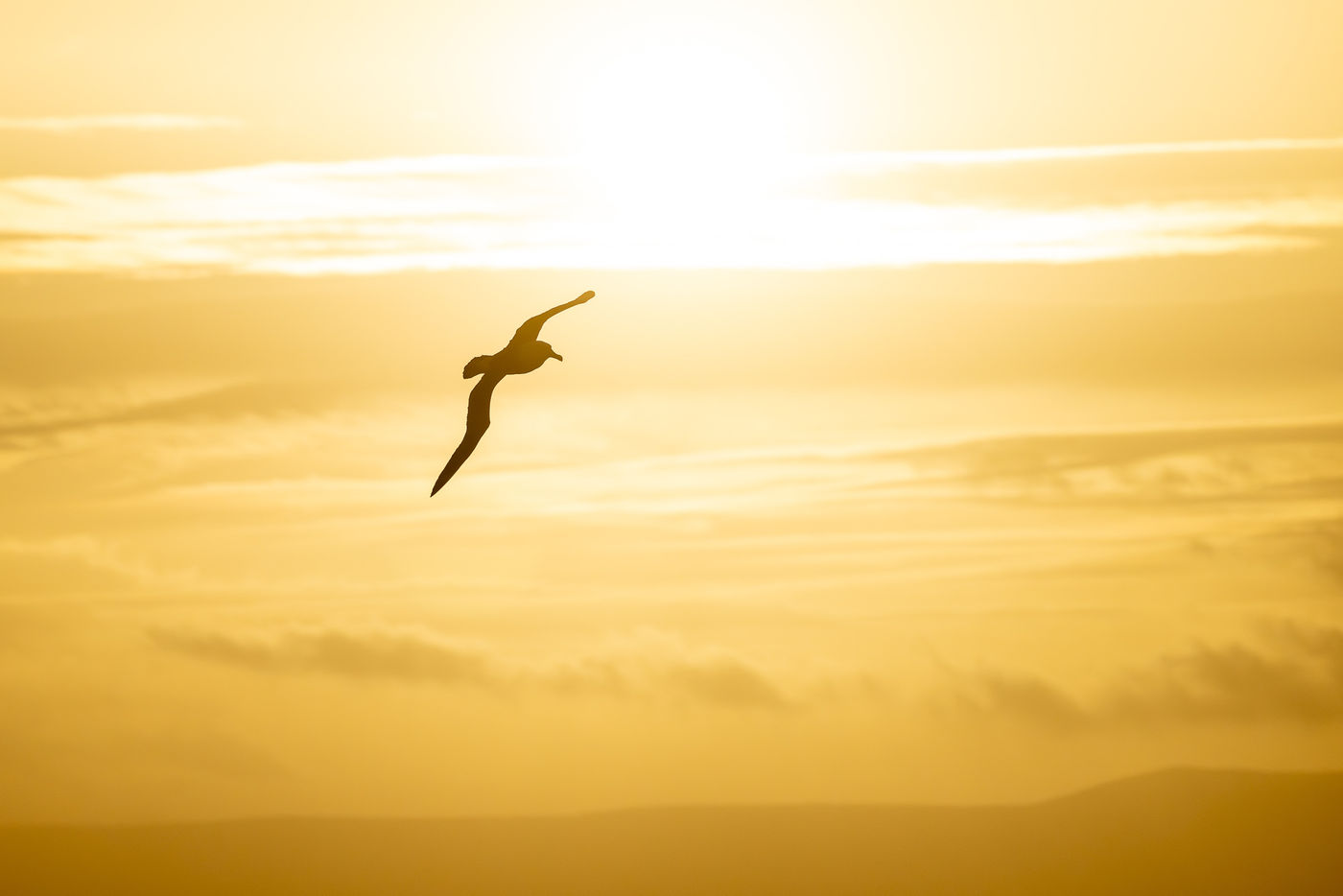 Black-browed albatross © Billy Herman