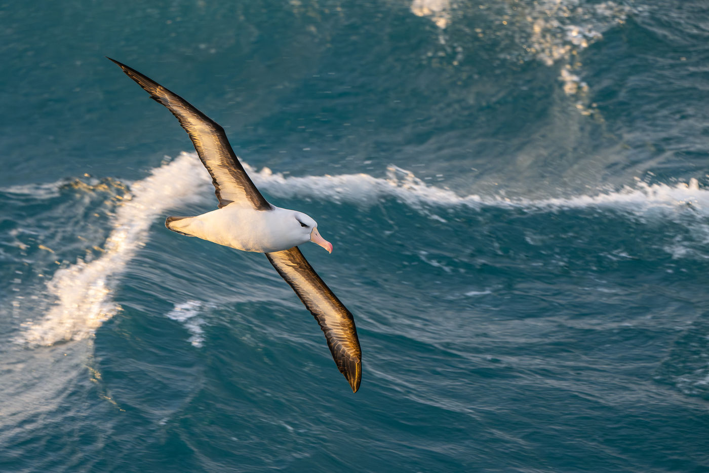 Black-browed albatross © Billy Herman