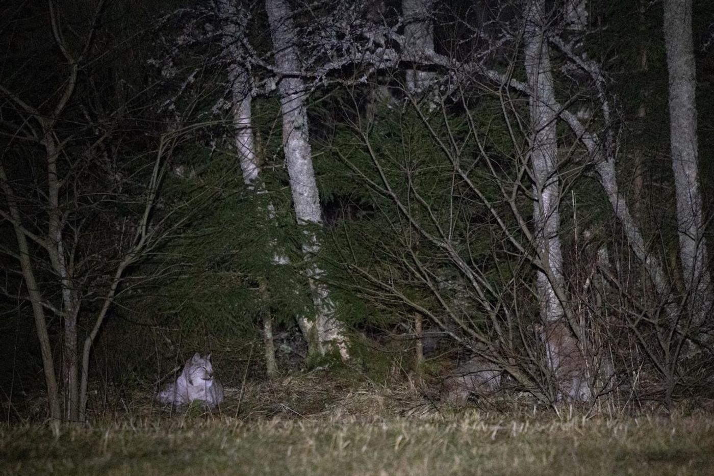 3 lynxes photo Dan Fletcher