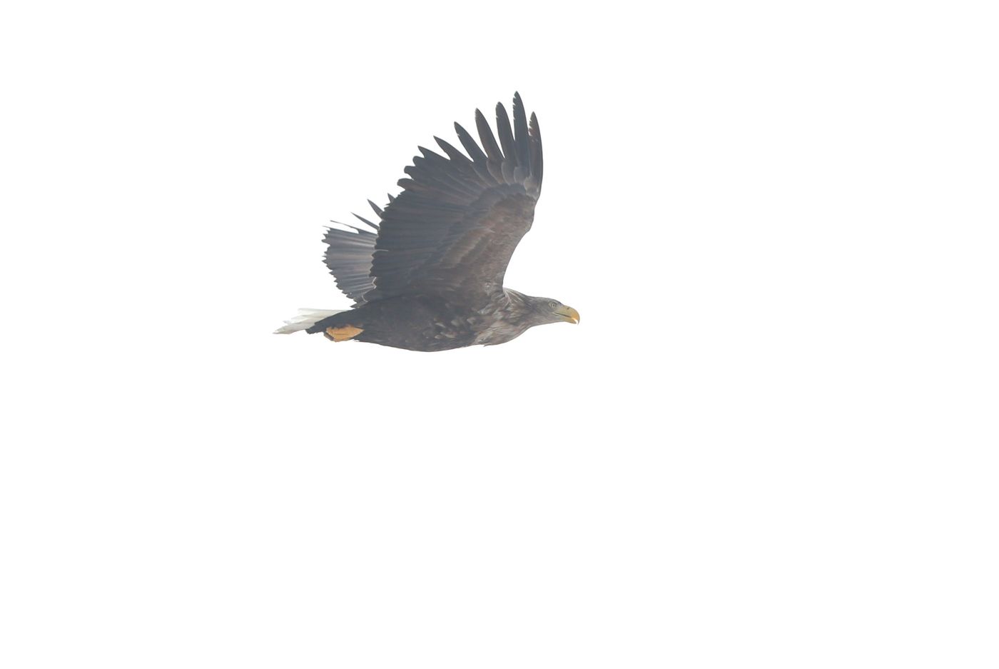 B89I8137A