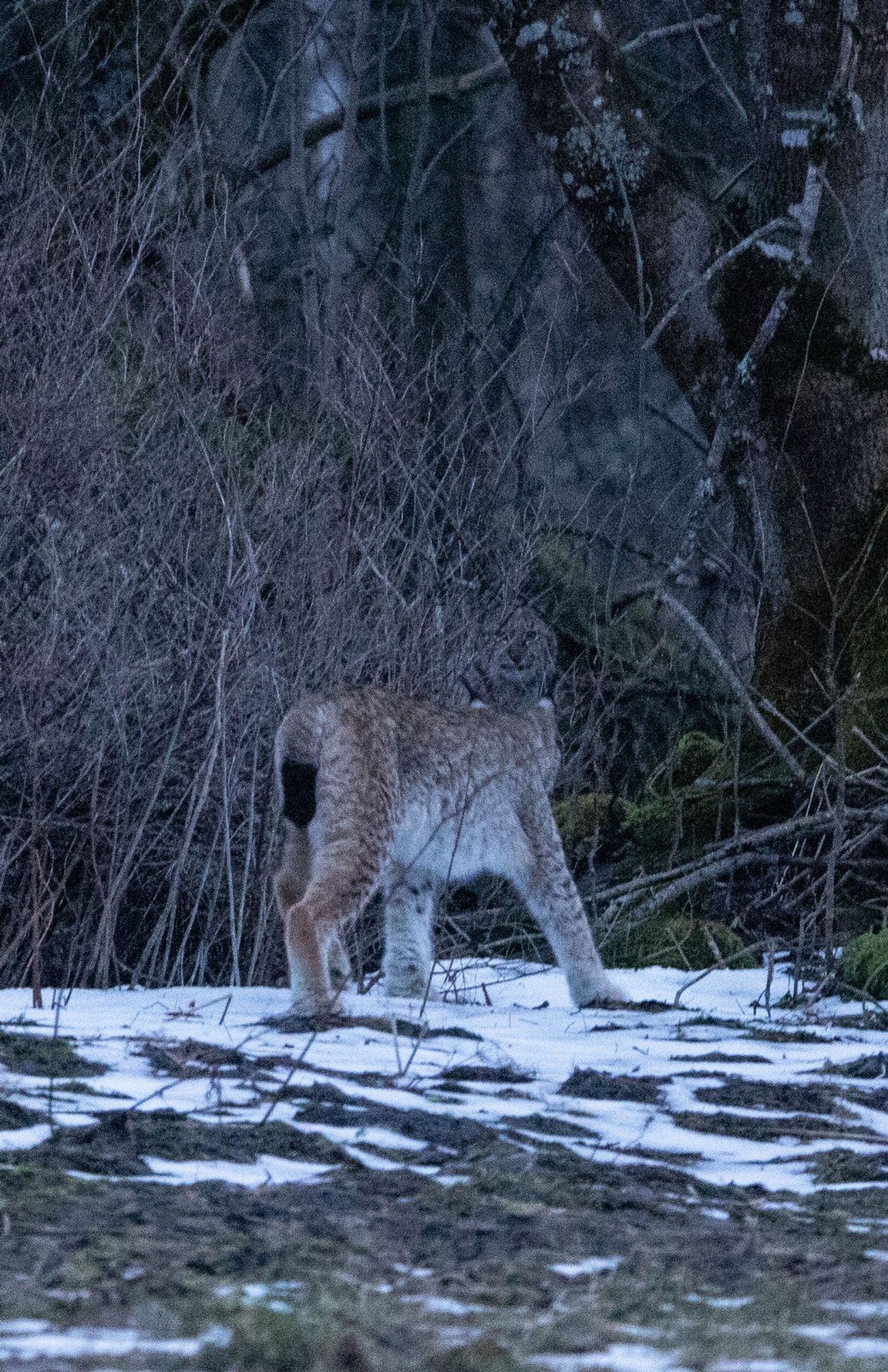 IMG-20250305-WA0091
