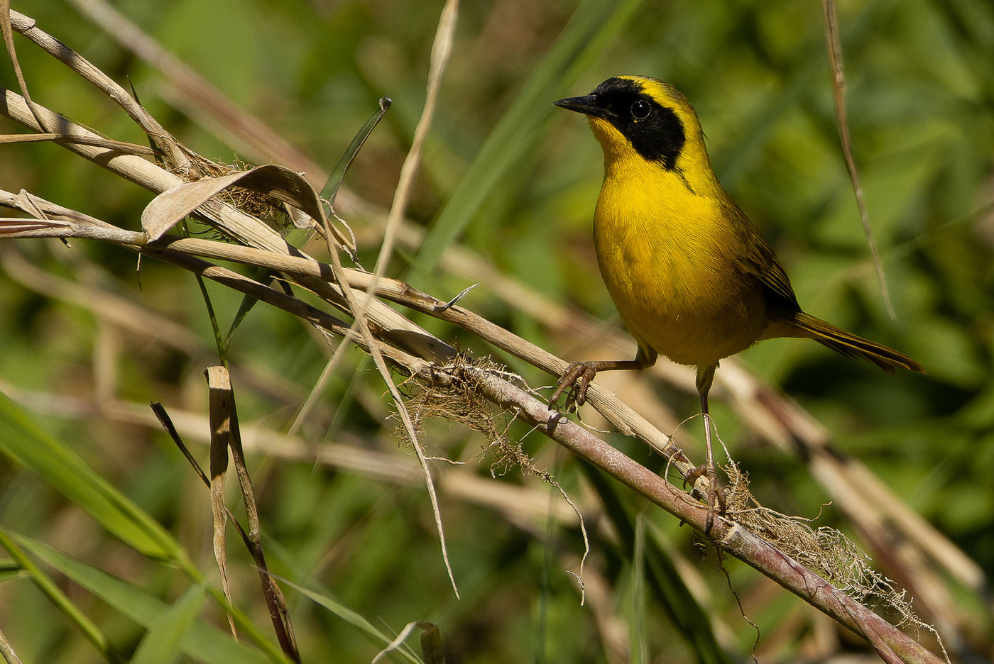 Belding's Yellowthroat © Joachim Bertrands
