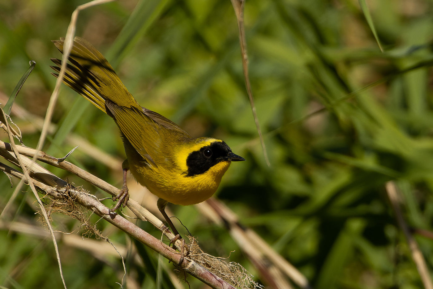 Belding's Yellowthroat © Joachim Bertrands
