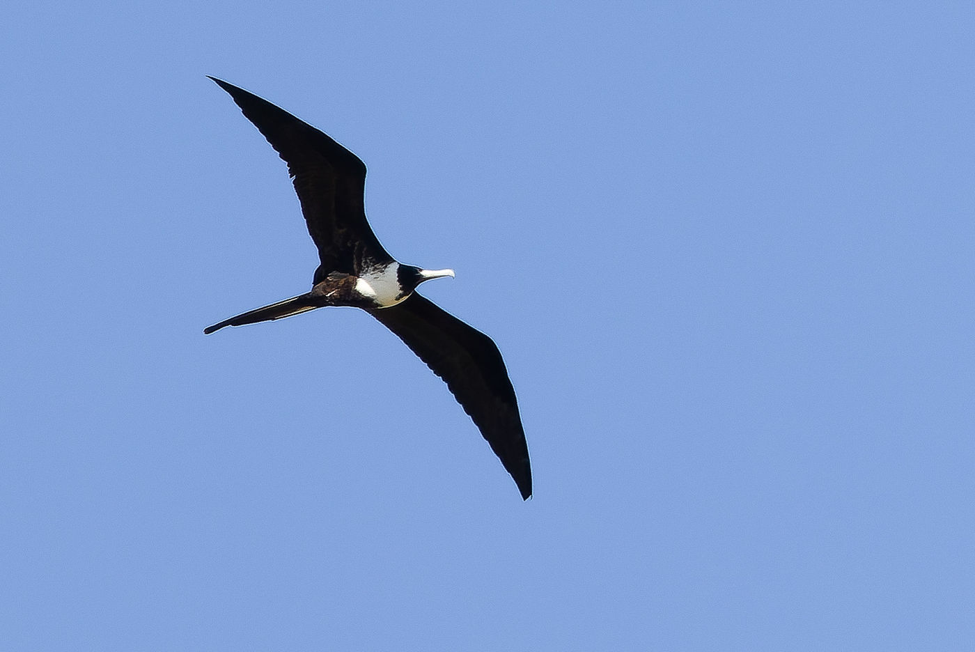 Magnificent Frigatebird © Joachim Bertrands
