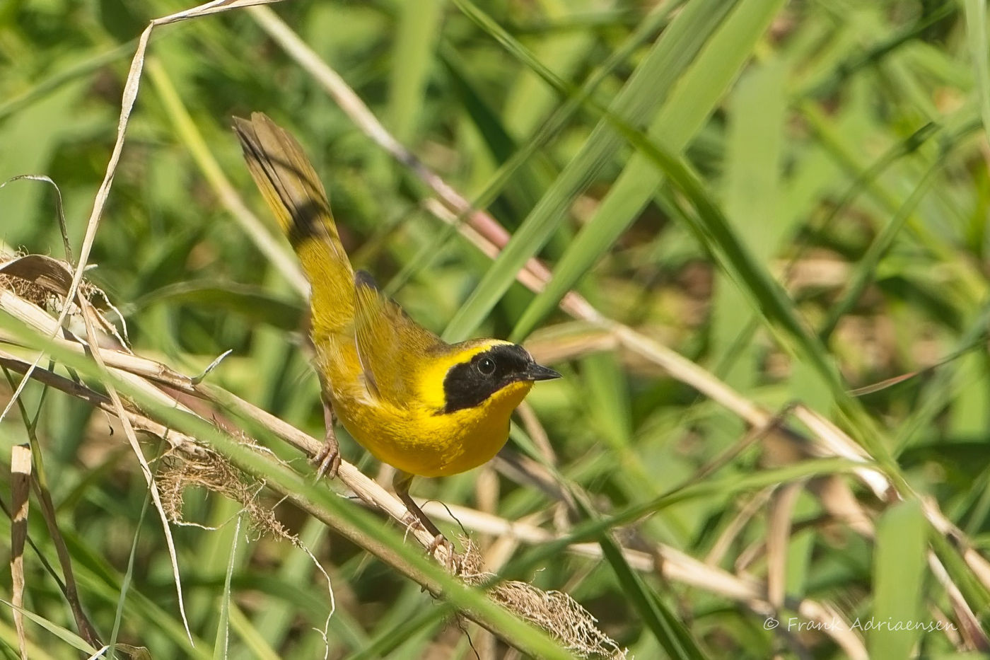 Belding's Yellowthroat © Frank Adriaensen
