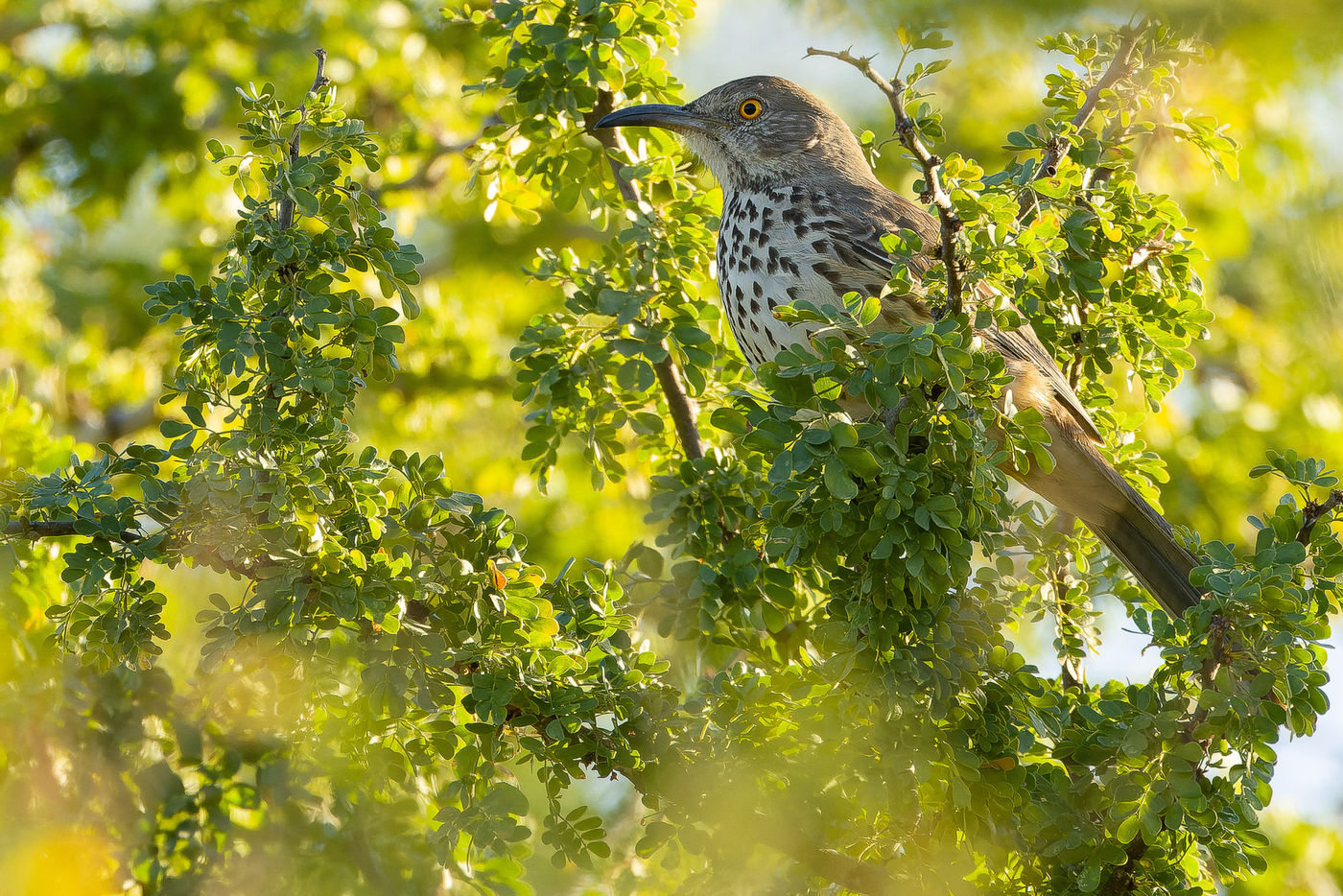 Gray Thrasher © Joachim Bertrands

