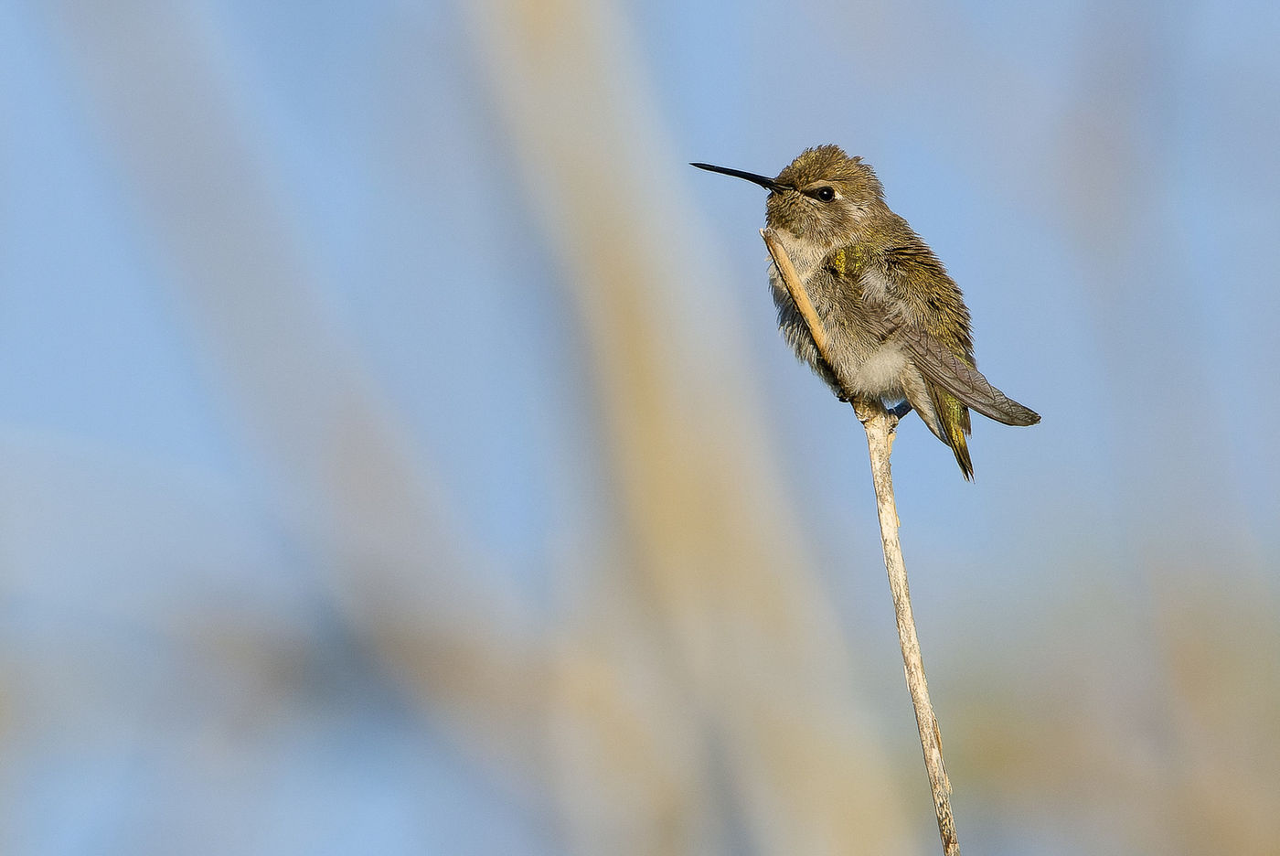 Costa's Hummingbird © Joachim Bertrands
