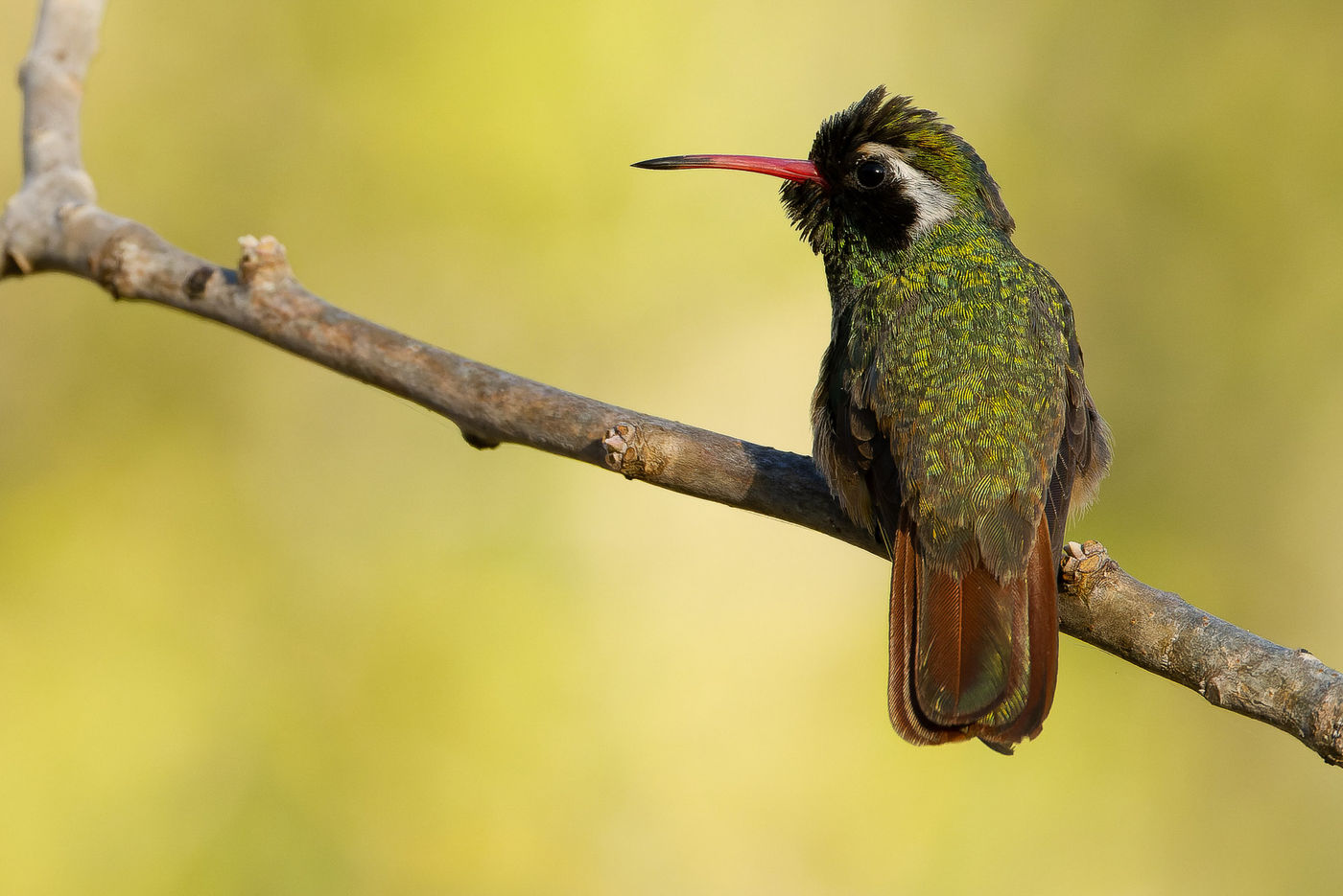 Xantus's Hummingbird © Joachim Bertrands
