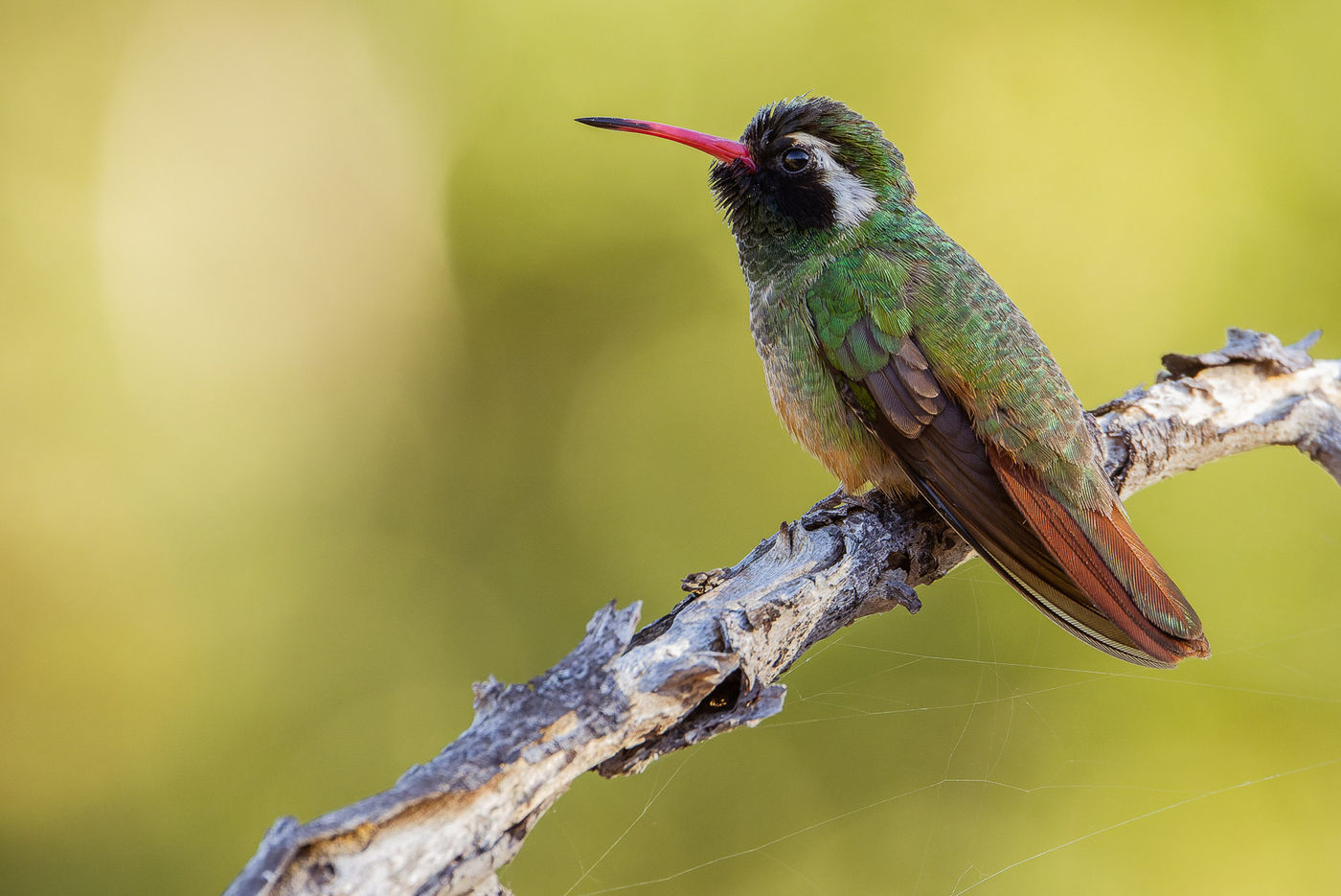 Xantus's hummingbird © Joachim Bertrands