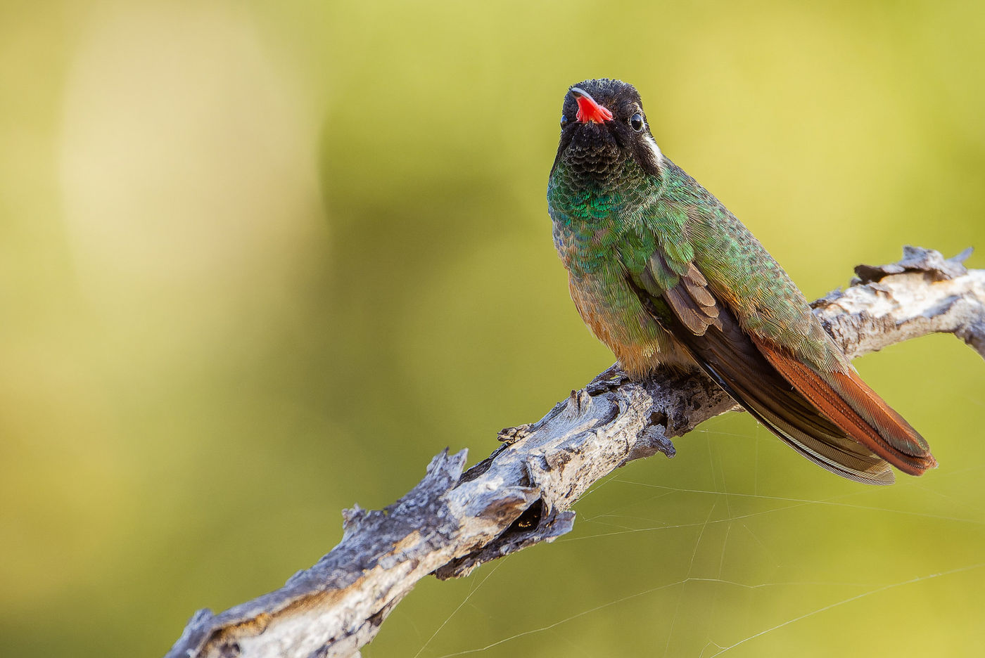 Xantus's hummingbird © Joachim Bertrands