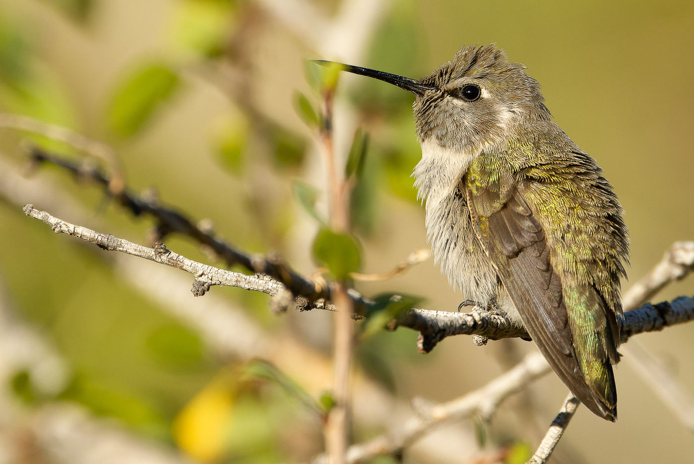 Costa's hummingbird © Joachim Bertrands