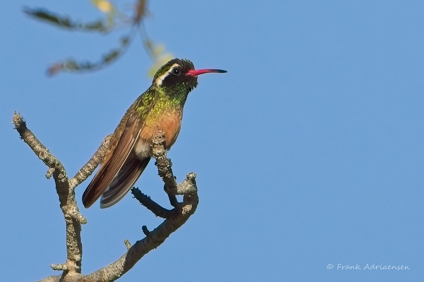 Xantus's Hummingbird © Frank Adriaensen