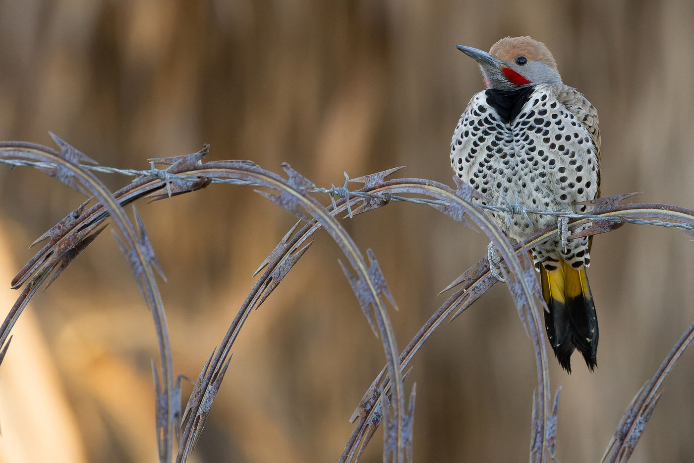 Gilded flicker © Joachim Bertrands