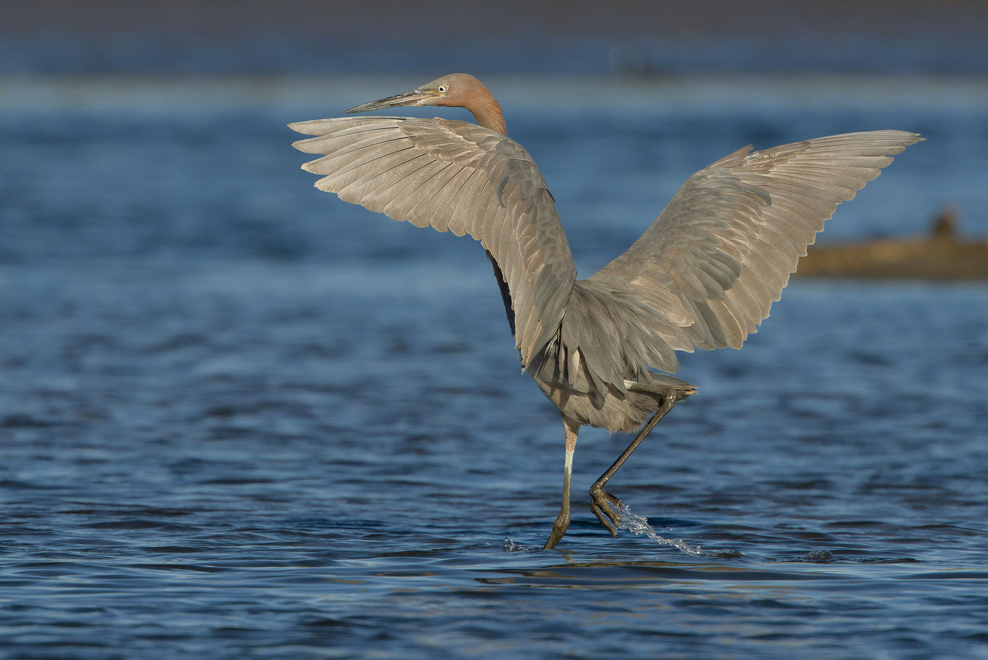 Reddish egret © Joachim Bertrands