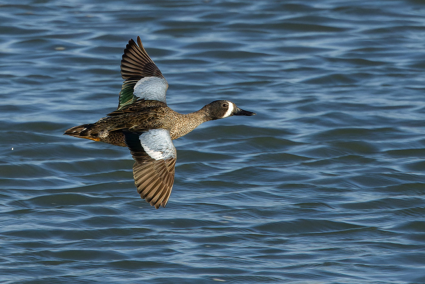 Blue-winged teal © Joachim Bertrands