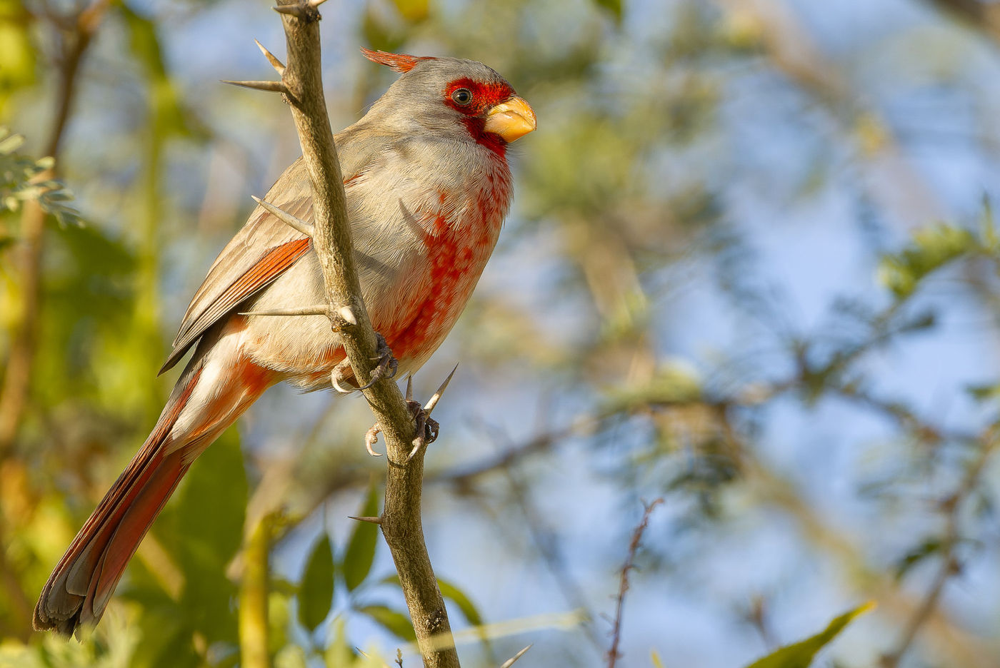 Pyrrhuloxia © Joachim Bertrands