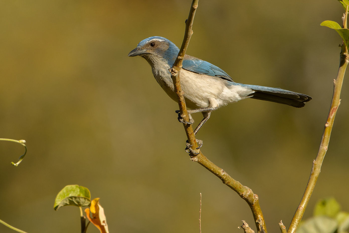 California scrub-jay © Joachim Bertrands