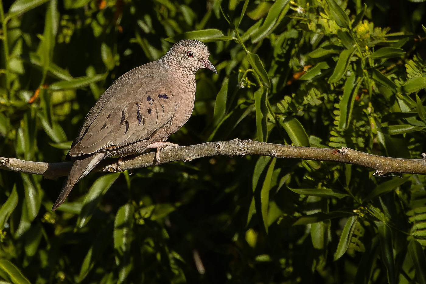 Common ground-dove © Joachim Bertrands