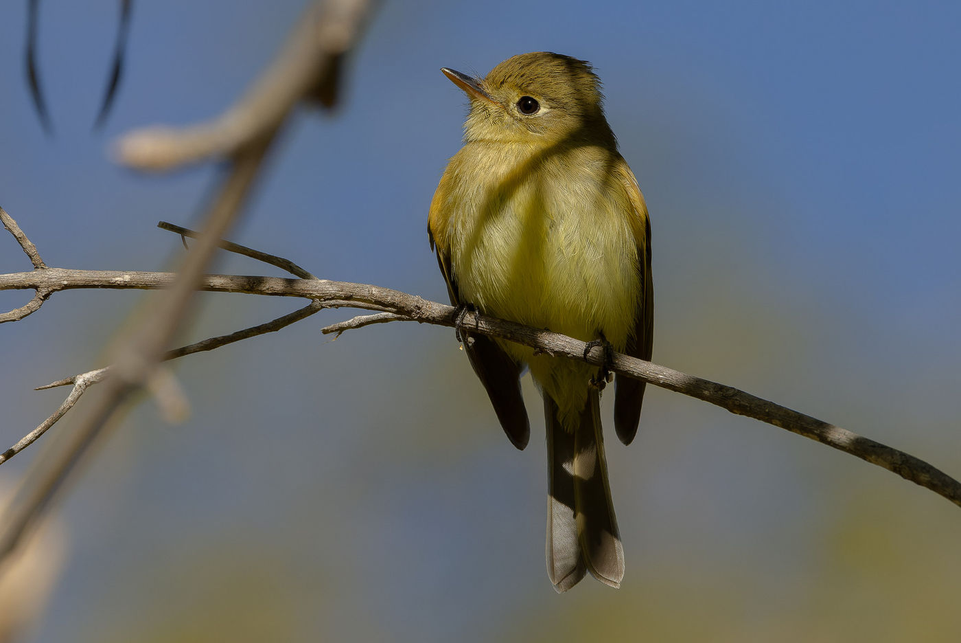 Western flycatcher © Joachim Bertrands