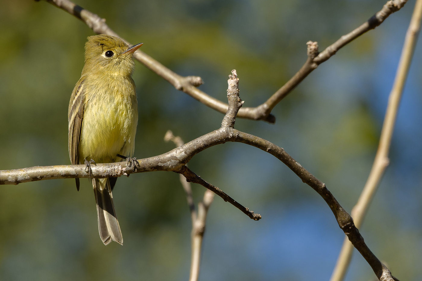 Western flycatcher © Joachim Bertrands