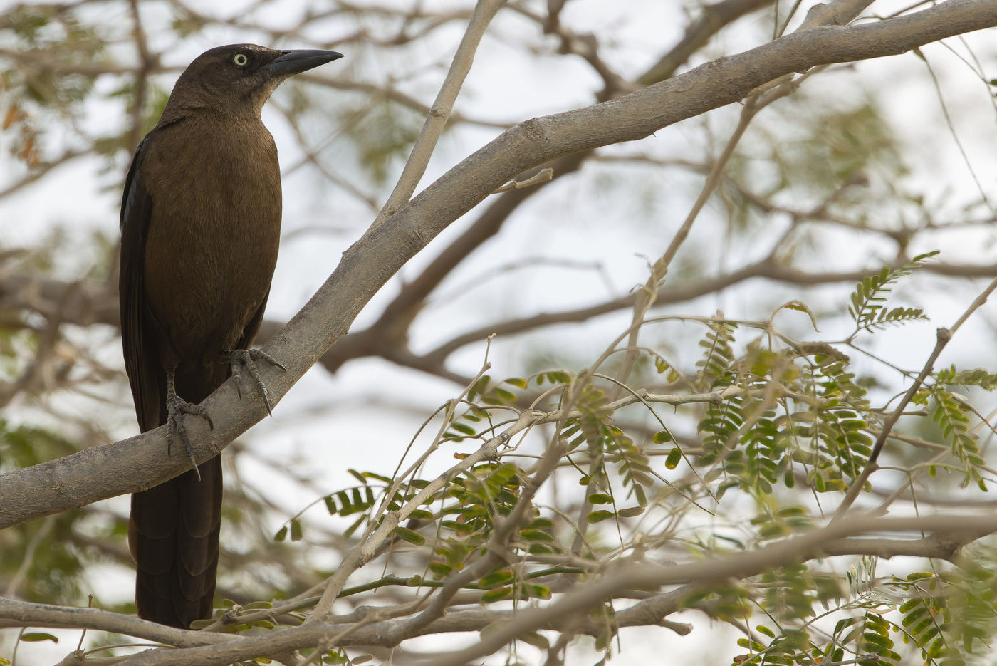 Great-tailed grackle © Joachim Bertrands