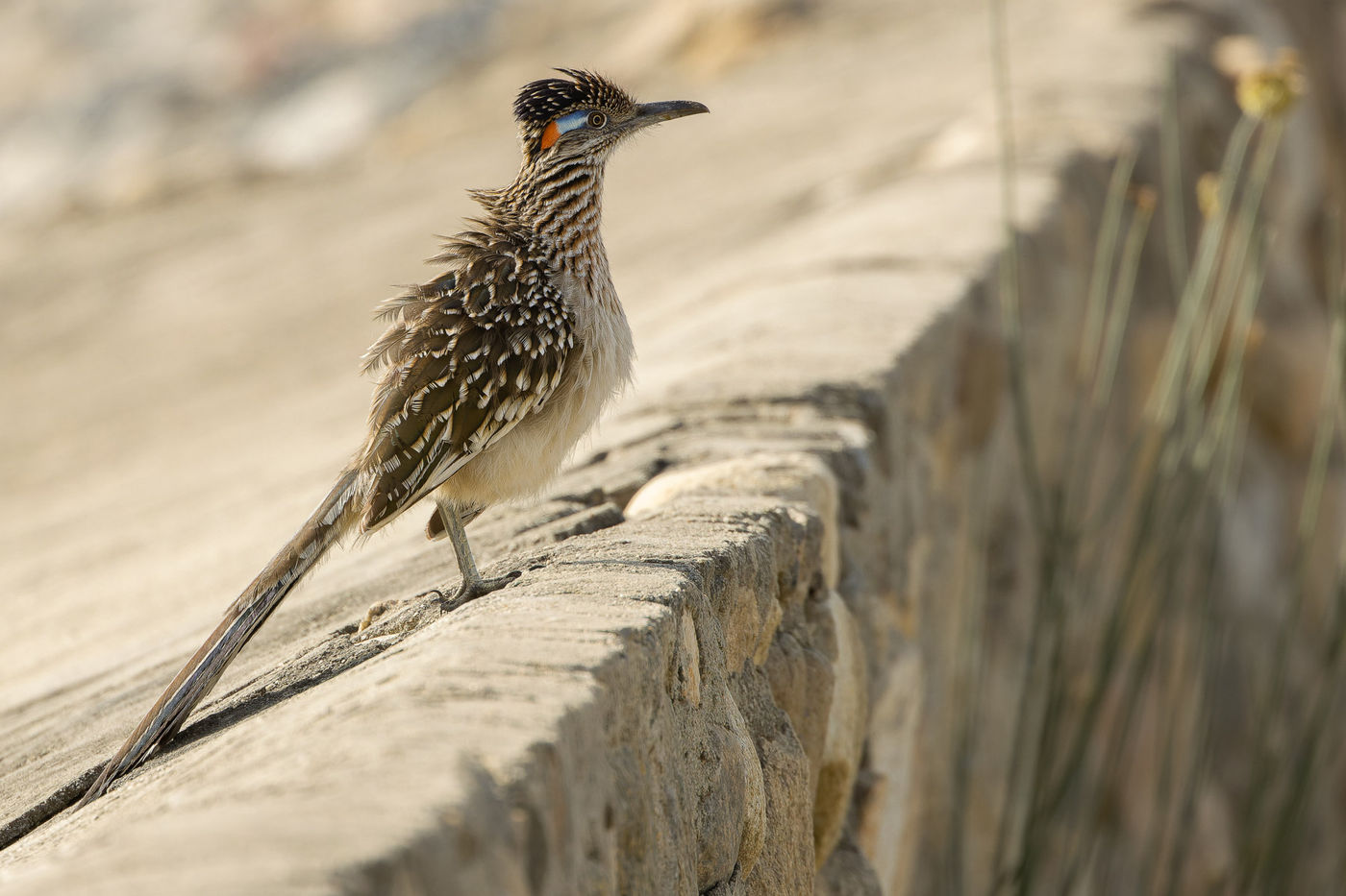 Greater roadrunner © Joachim Bertrands